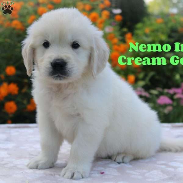 Nemo, Golden Retriever Puppy